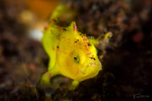 Juv. frogfish by Kelvin H.y. Tan 